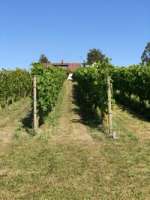 itWine AB