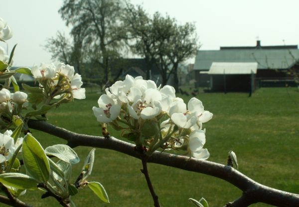 Skånehill Gård