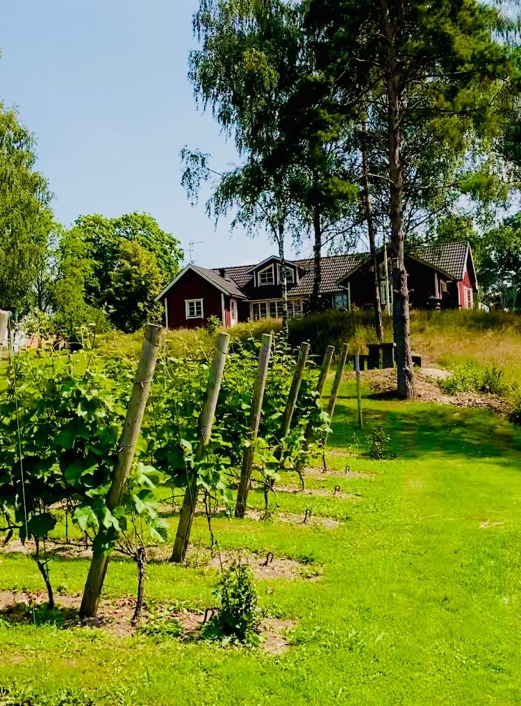 Vittsjö Vingård