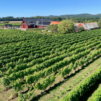 Kullabergs Vingård