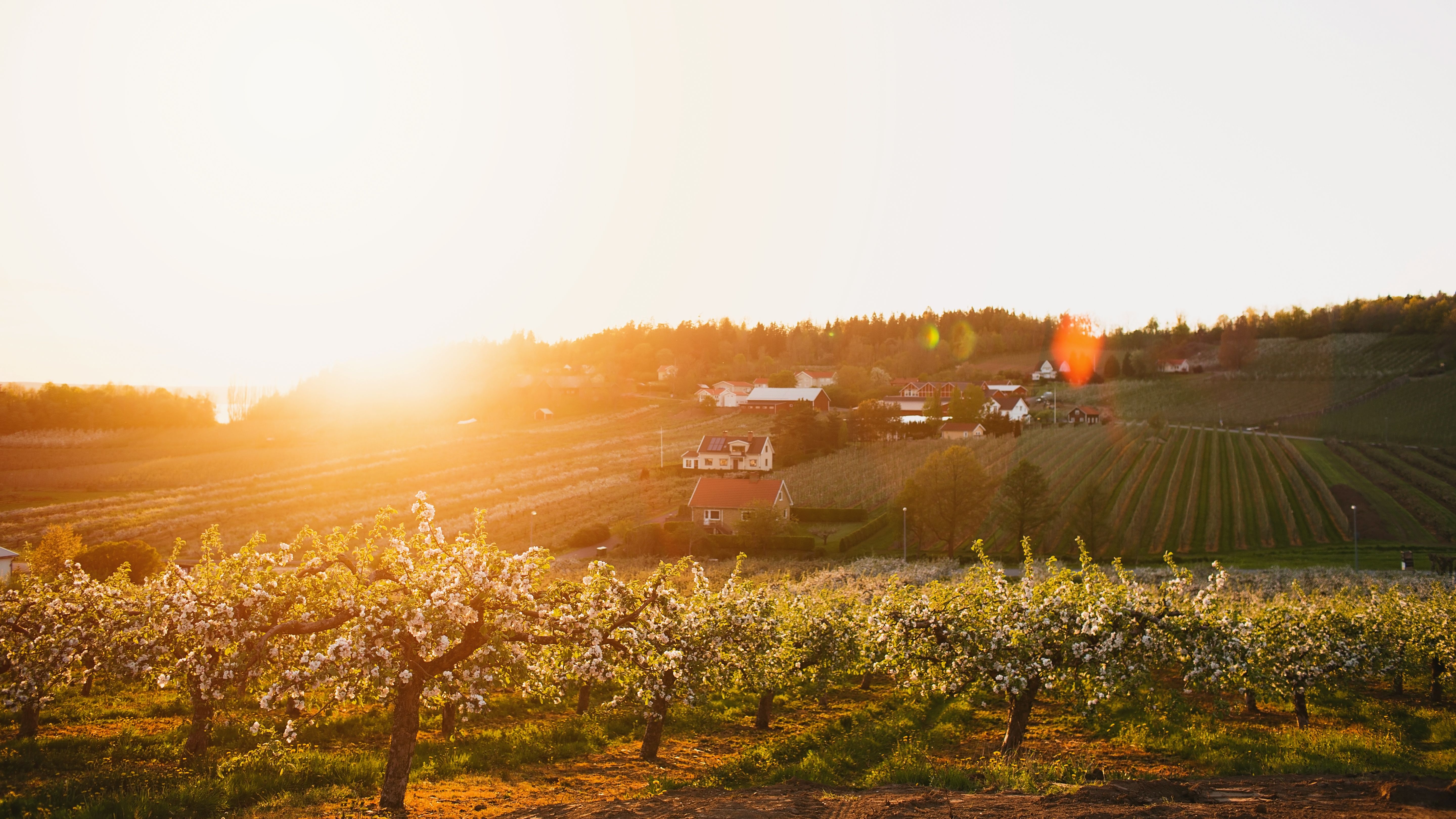 Rudenstams Bär & Frukt