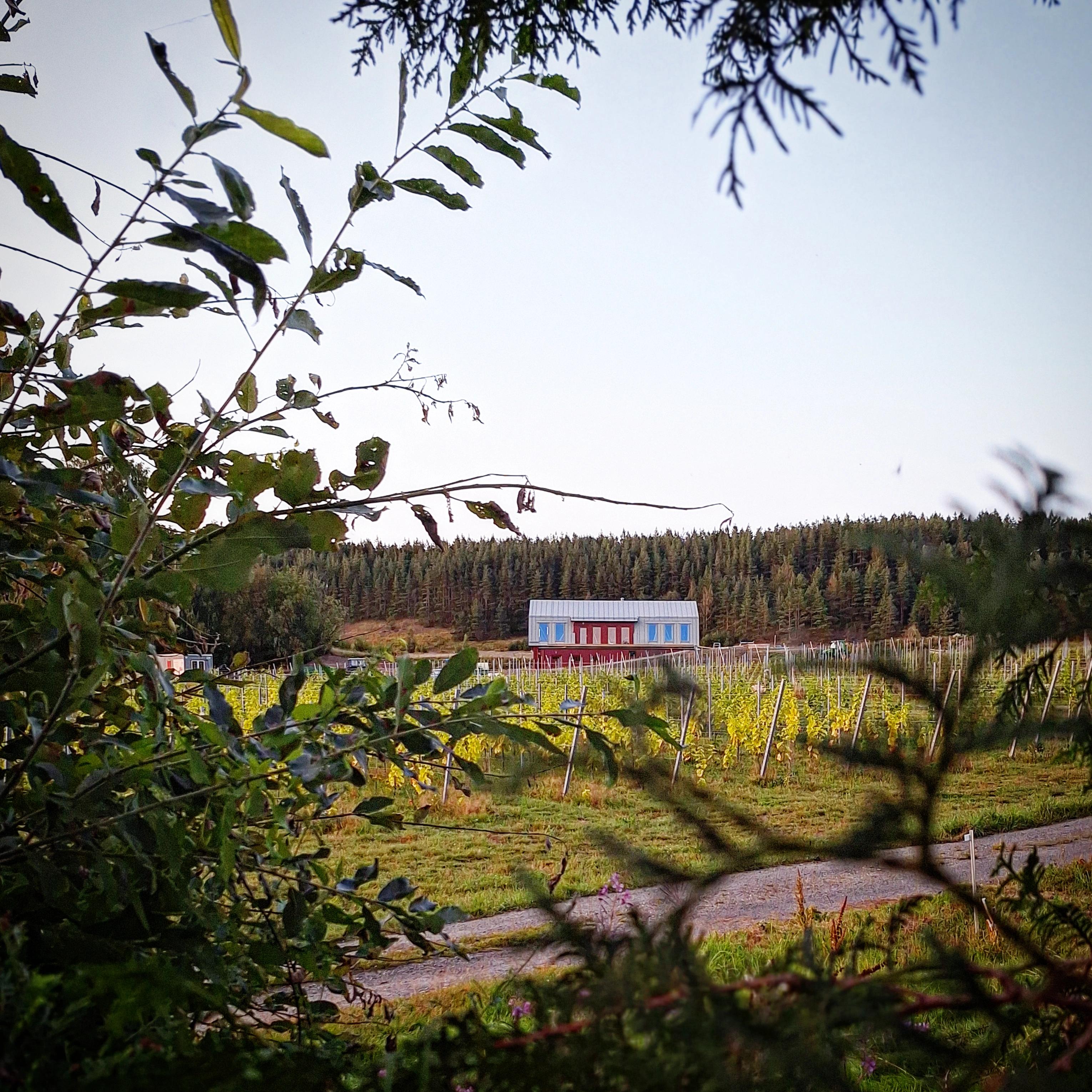 Rajo Winery