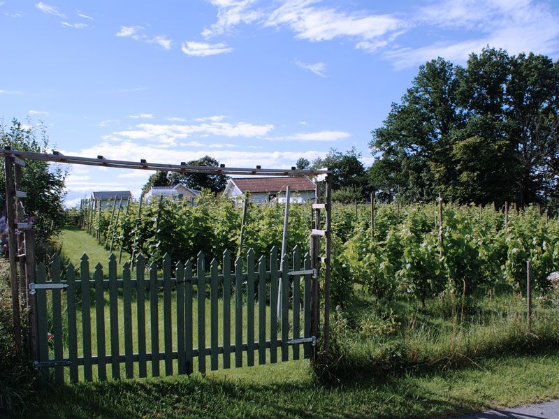 Vistakulle Vingård