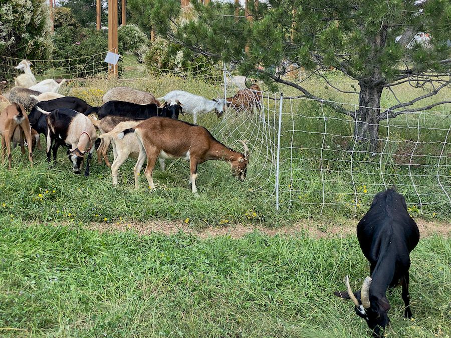Goats grazing