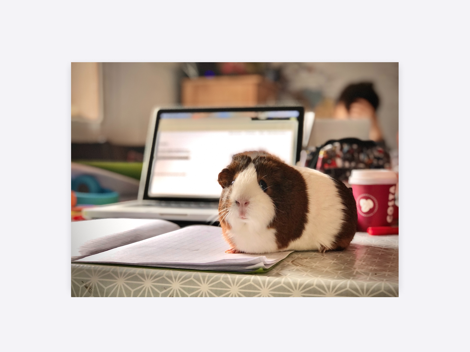 A guinea pig standing in front of a laptop.