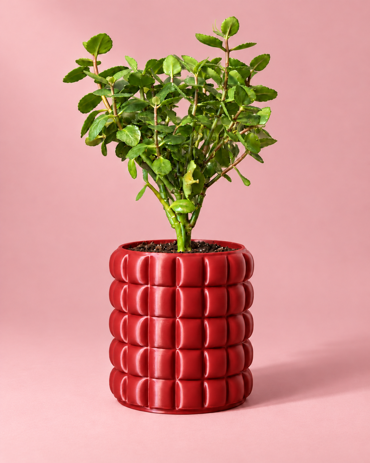 Cachepô Gomos na cor Vermelho