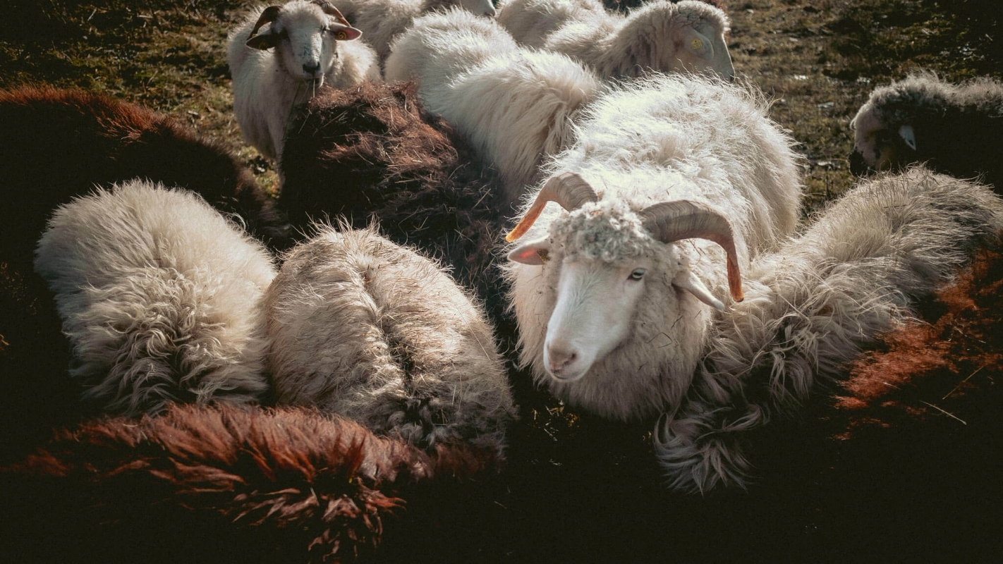 Søndagsteksten Matt 25:31-46 (2020)