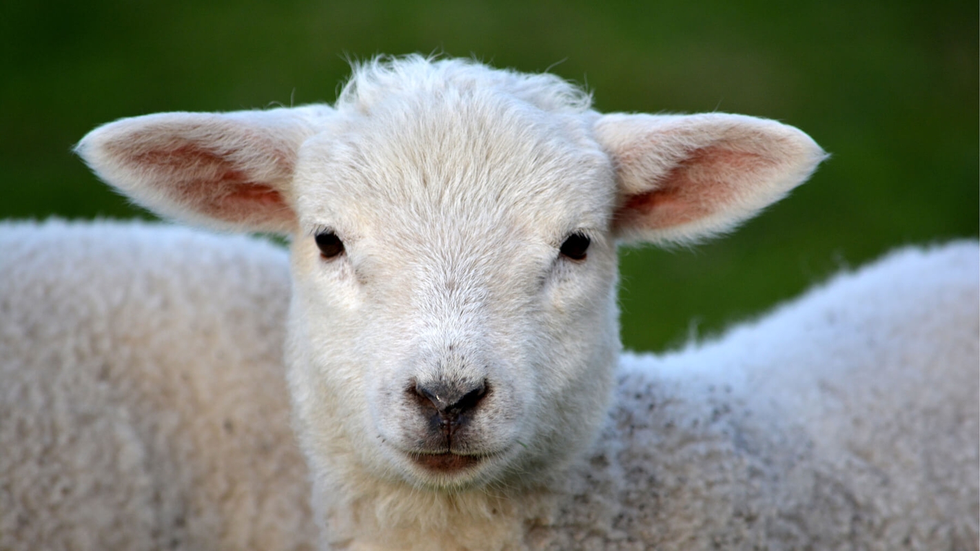Lammet som bærer verdens synder