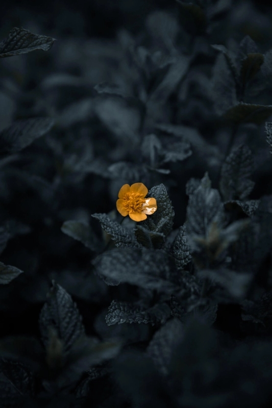 Kommende søndag: 15. søndag i treenighetstiden