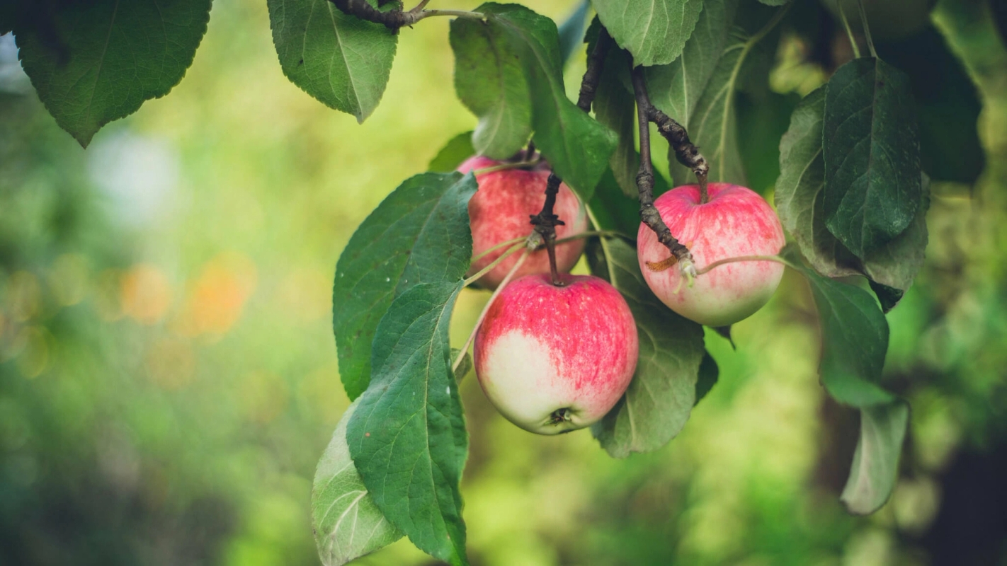 Søndagsteksten Matt 7:15-20 (2020)
