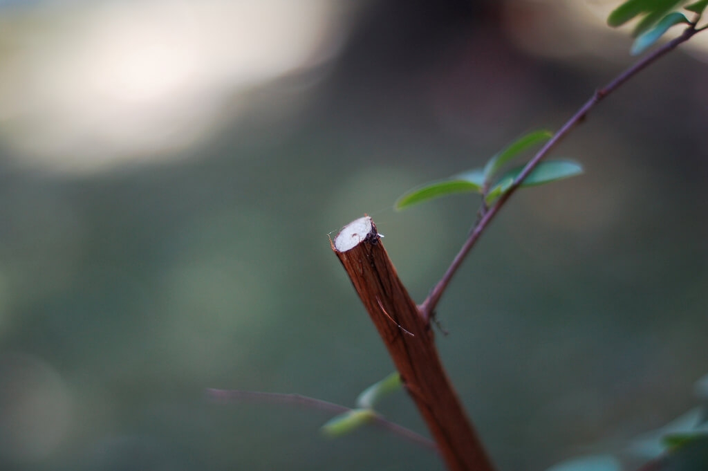 Guds vingård og Guds vintre