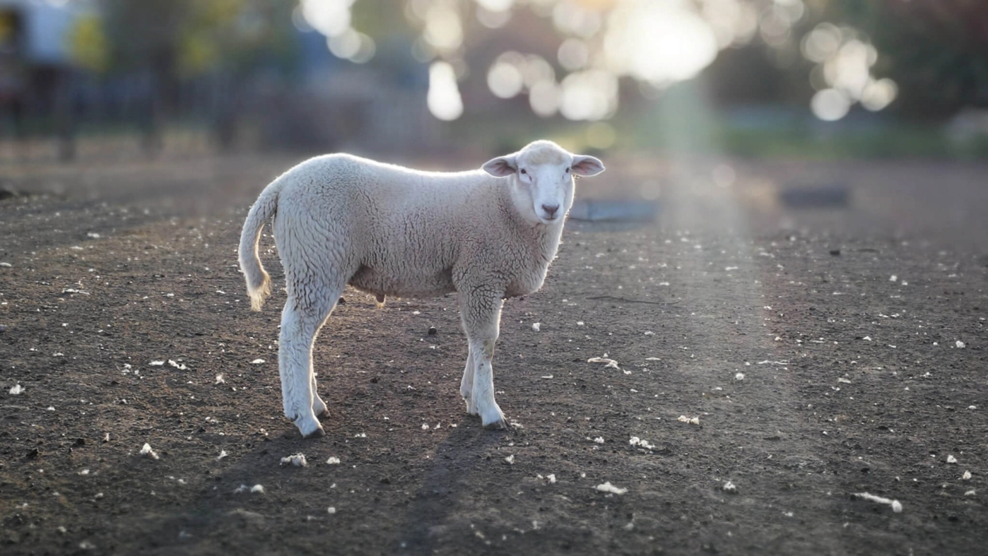 Jesus kaller Filip og Natanael