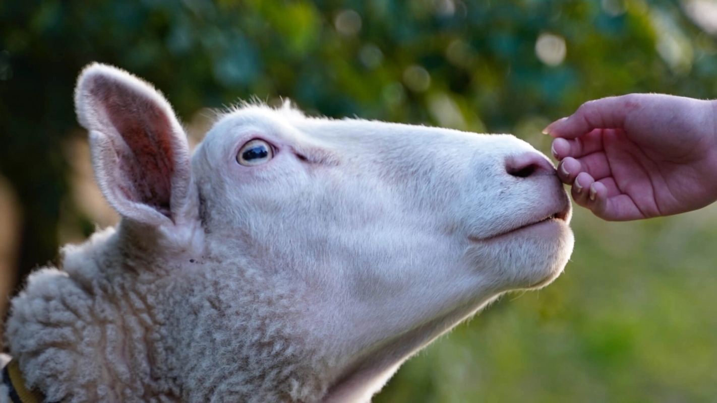 Søndagsteksten Joh 10:11-18 (2023)