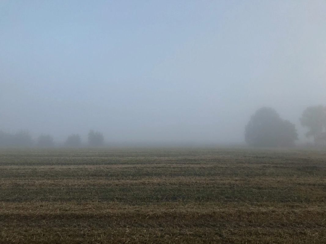 16. Siktet som hvete