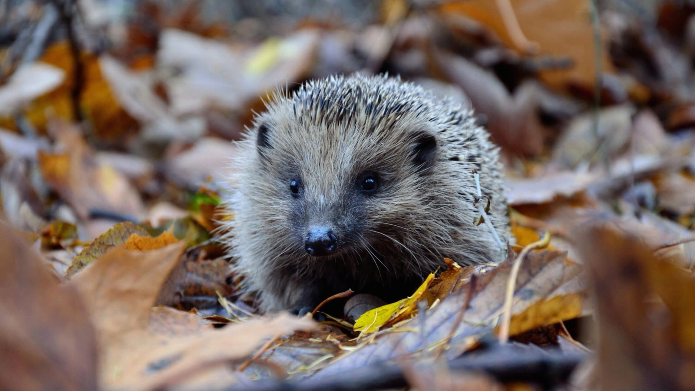Er du et piggsvin eller en svamp?