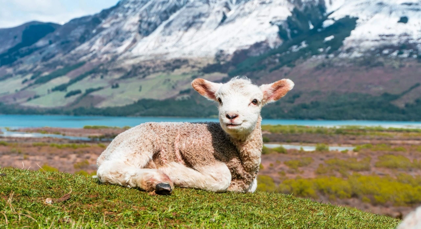 Løva og lammet