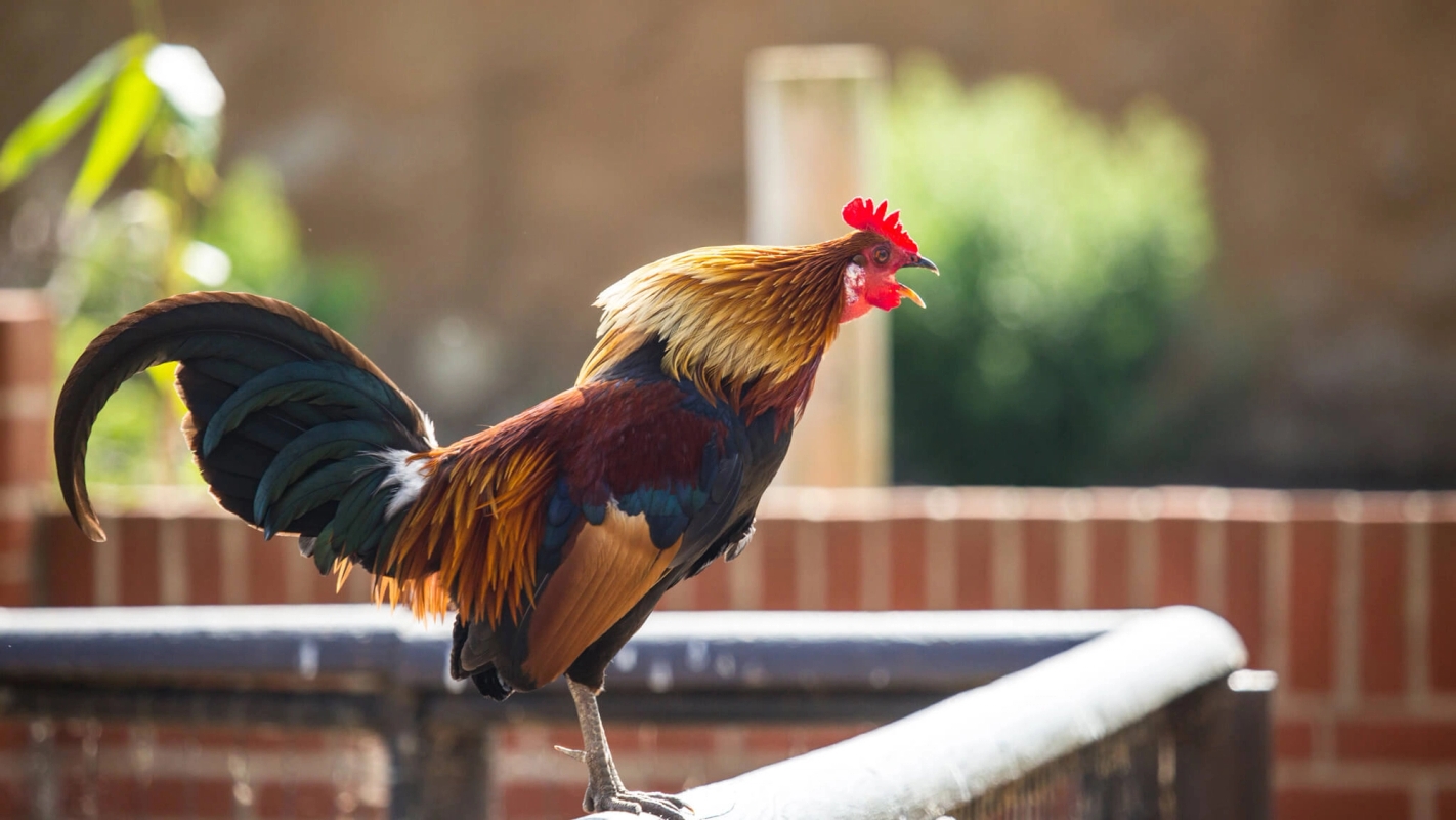 Søndagsteksten Luk 22:28-34 (2019)