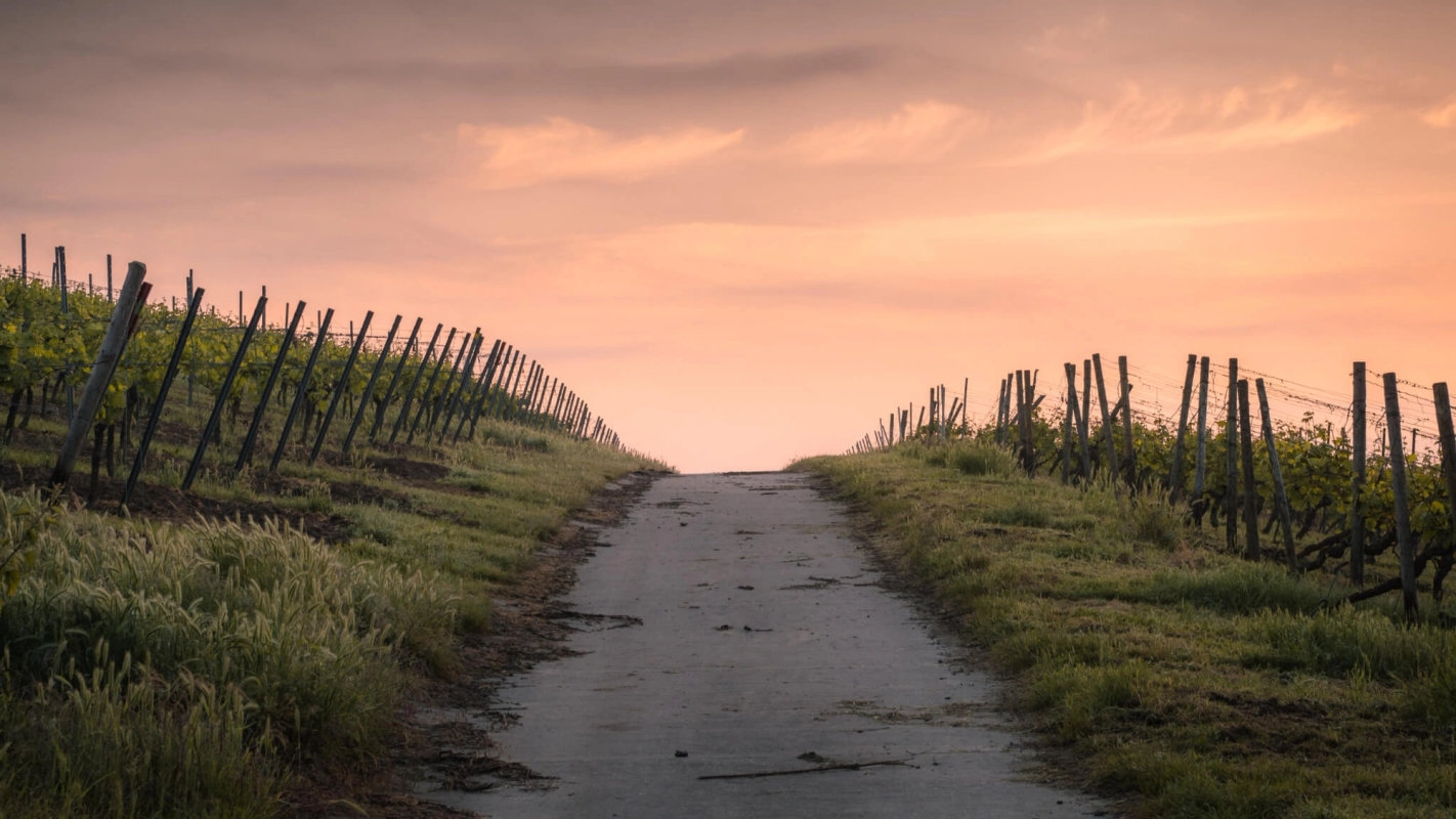 Veien tilbake er veien frem