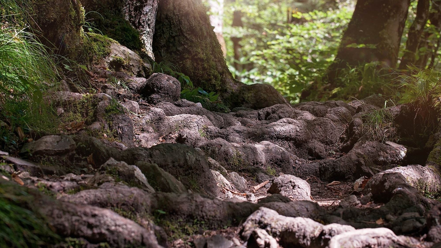 Hva handler læren om arvesynden om?