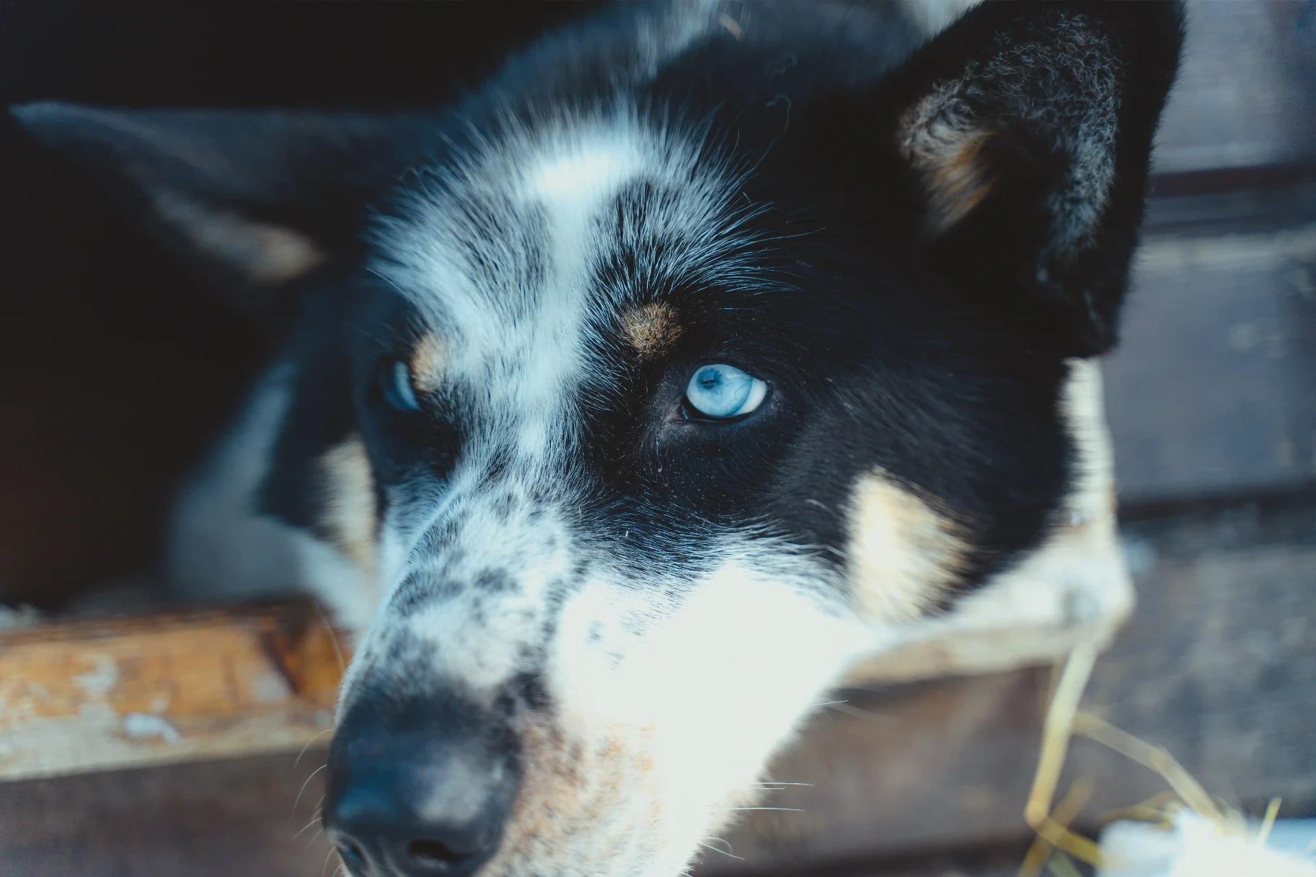 Huskyopplevelser