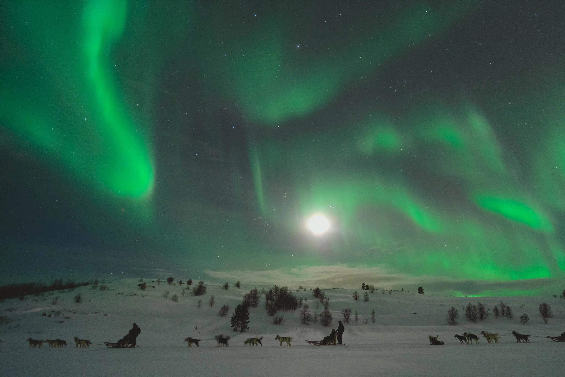 Huskyer under nordlyset en vinterkveld i Kirkenes