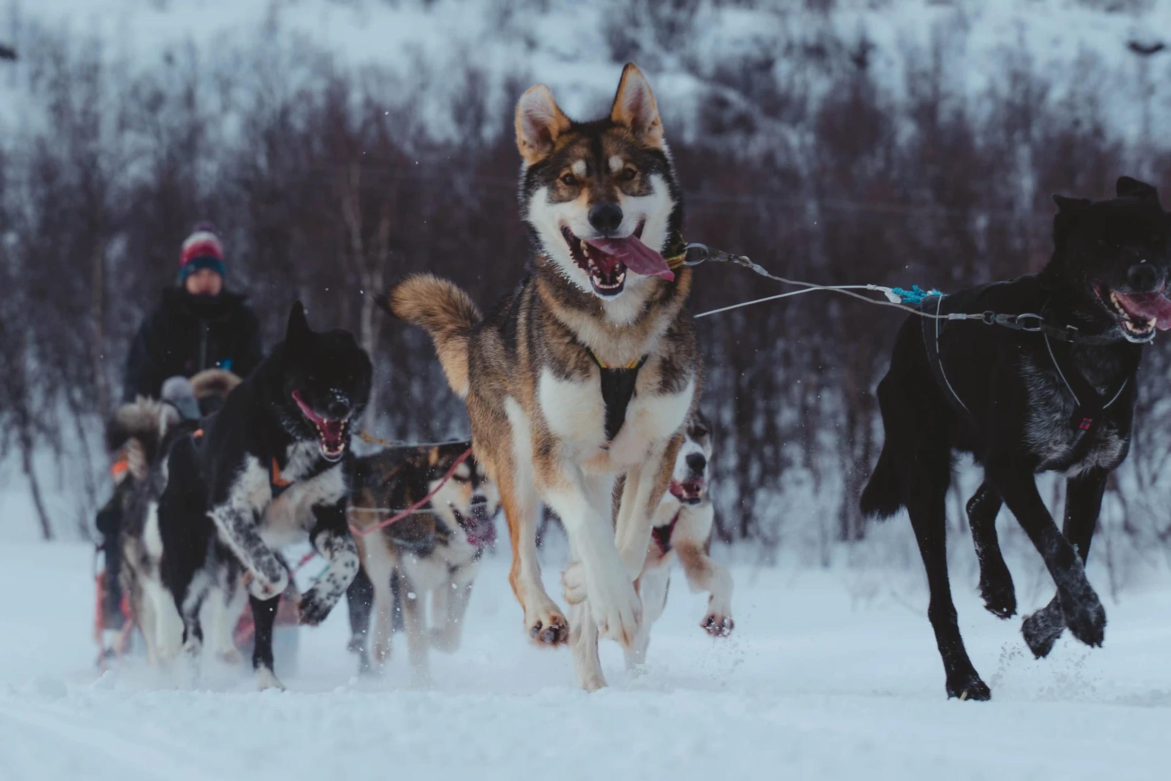 Huskyopplevelser, photo 1