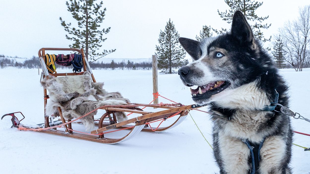 Transport, huskysafari og Snowhotel 365
