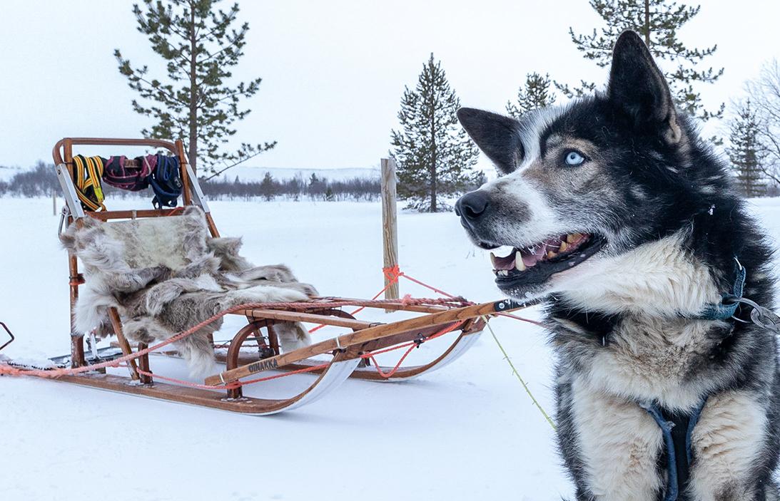 Transport, huskysafari og Snowhotel 365