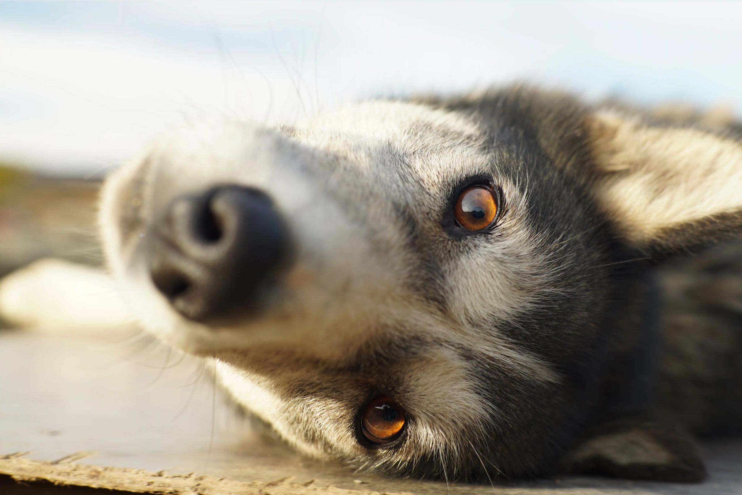 Husky på sommeren i Kirkenes