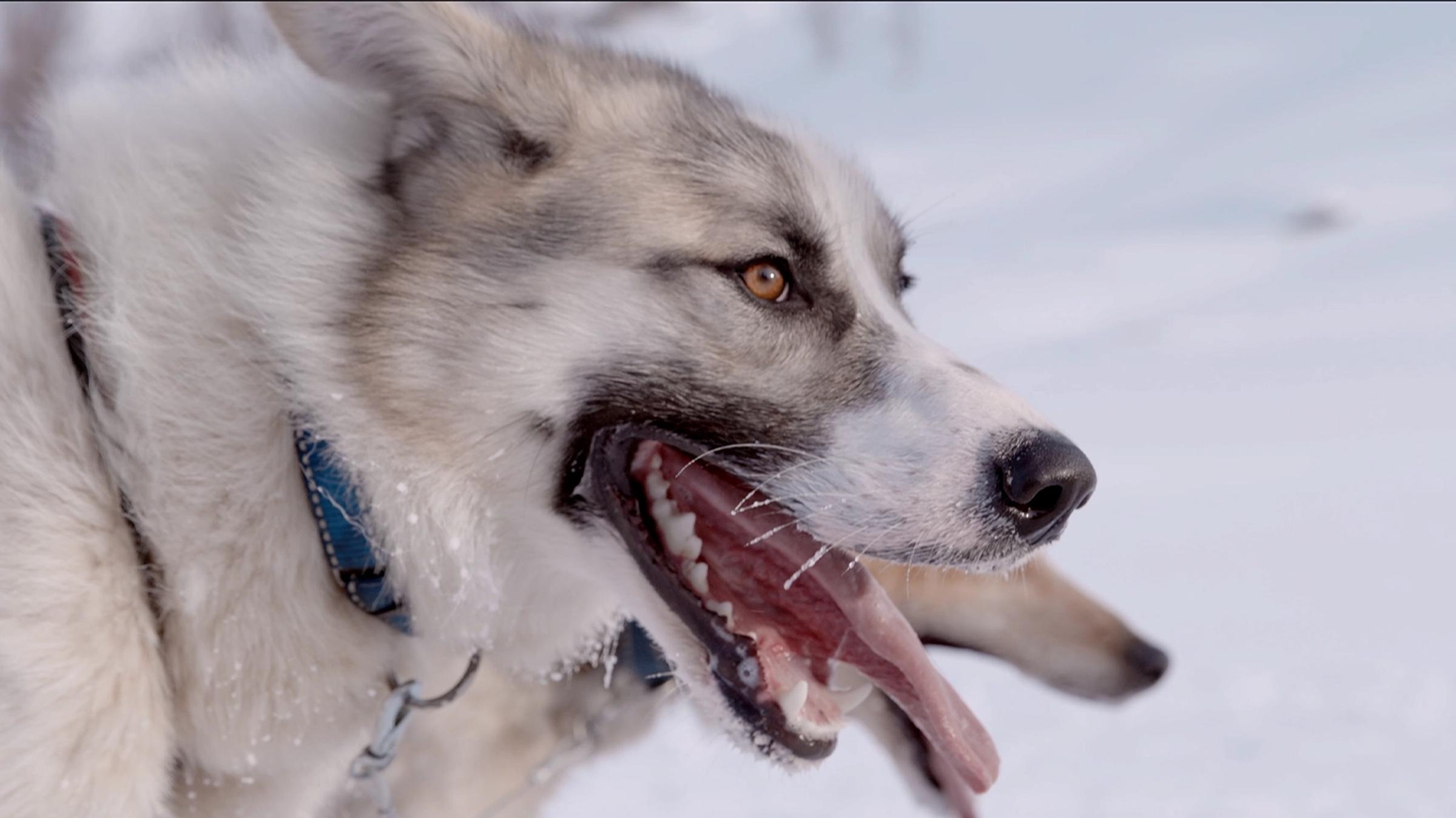 Huskyene våre er klare til å løpe!