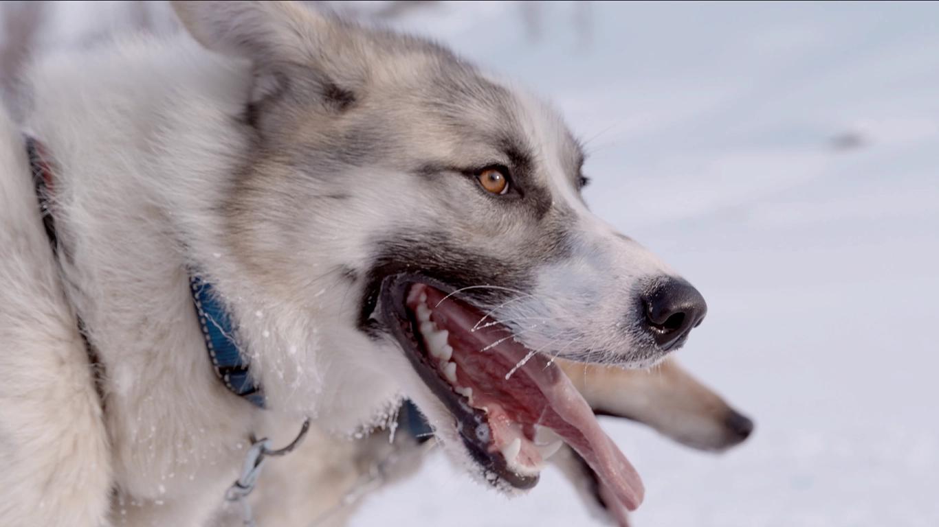 Huskyene våre er klare til å løpe!