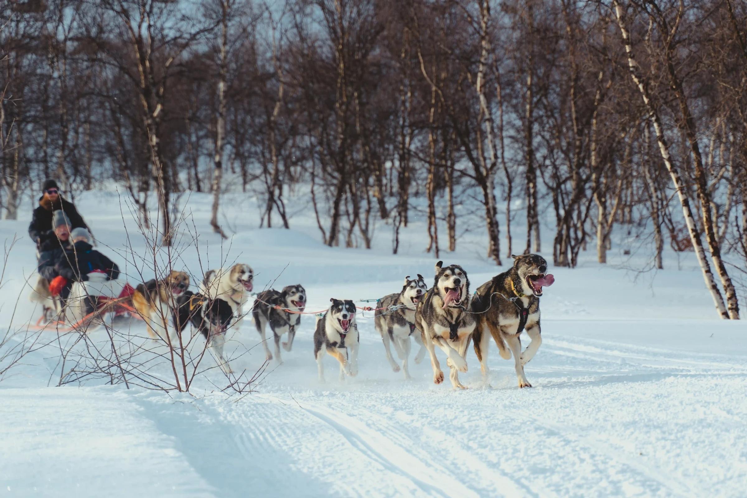 Huskyer på vinteren i Kirkenes