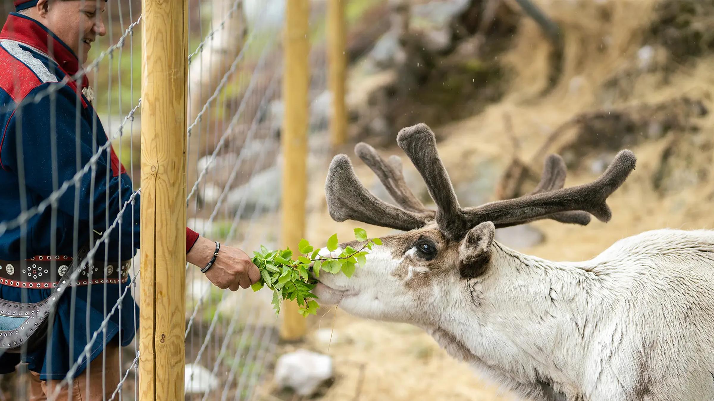 Rein og samisk opplevelse på sommeren i Kirkenes