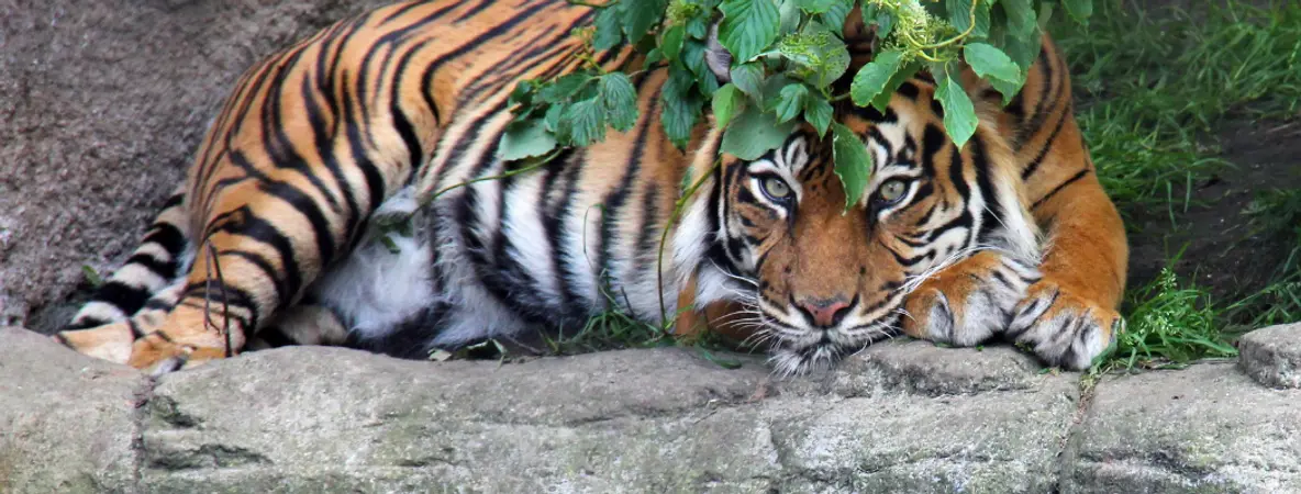 2-døgns minicruise med egen bil og inngangsbillett til Aalborg Zoo