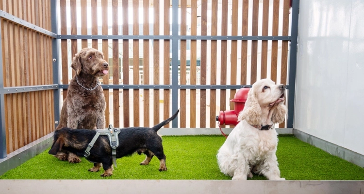 Drei Hunde sitzen auf einem üppigen grünen Rasen in einem eingezäunten Bereich.