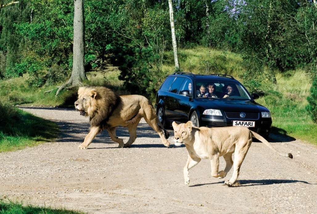 Bil på safari mens to løver springer over en veien.