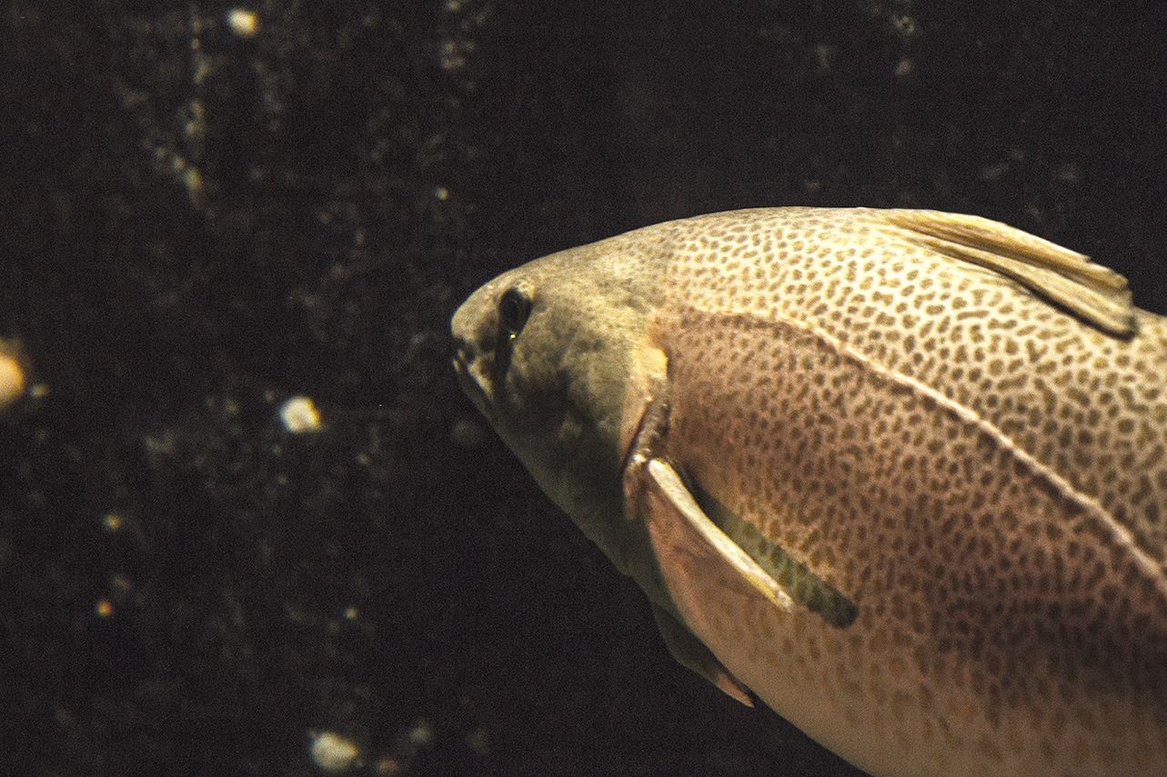 Tett på fiskene i akvariet