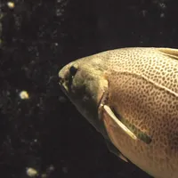 Tett på fiskene i akvariet