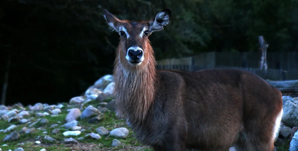 Eksotisk med savanne i Danmark. Foto: Ree Park Safari