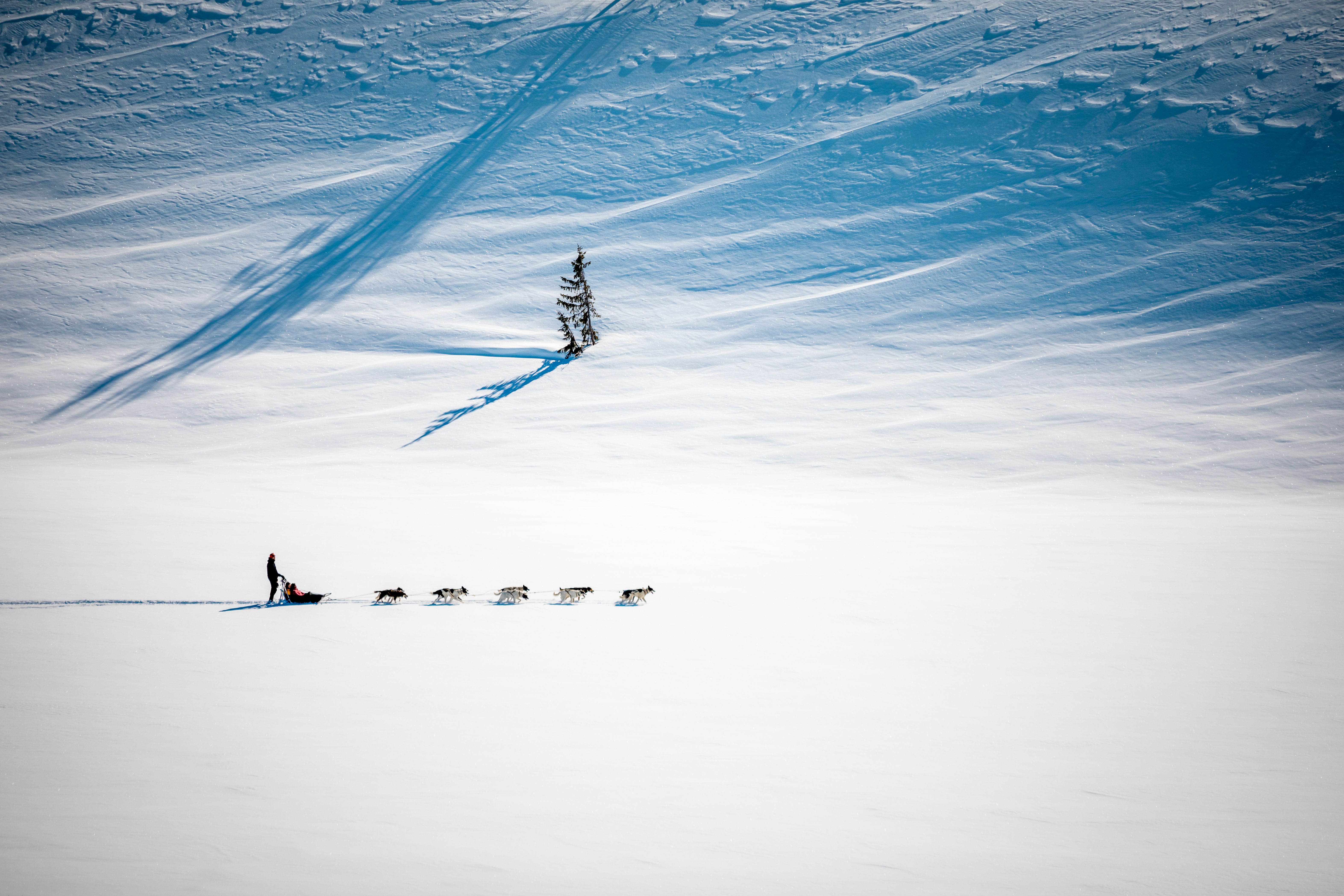 Dog Sledding