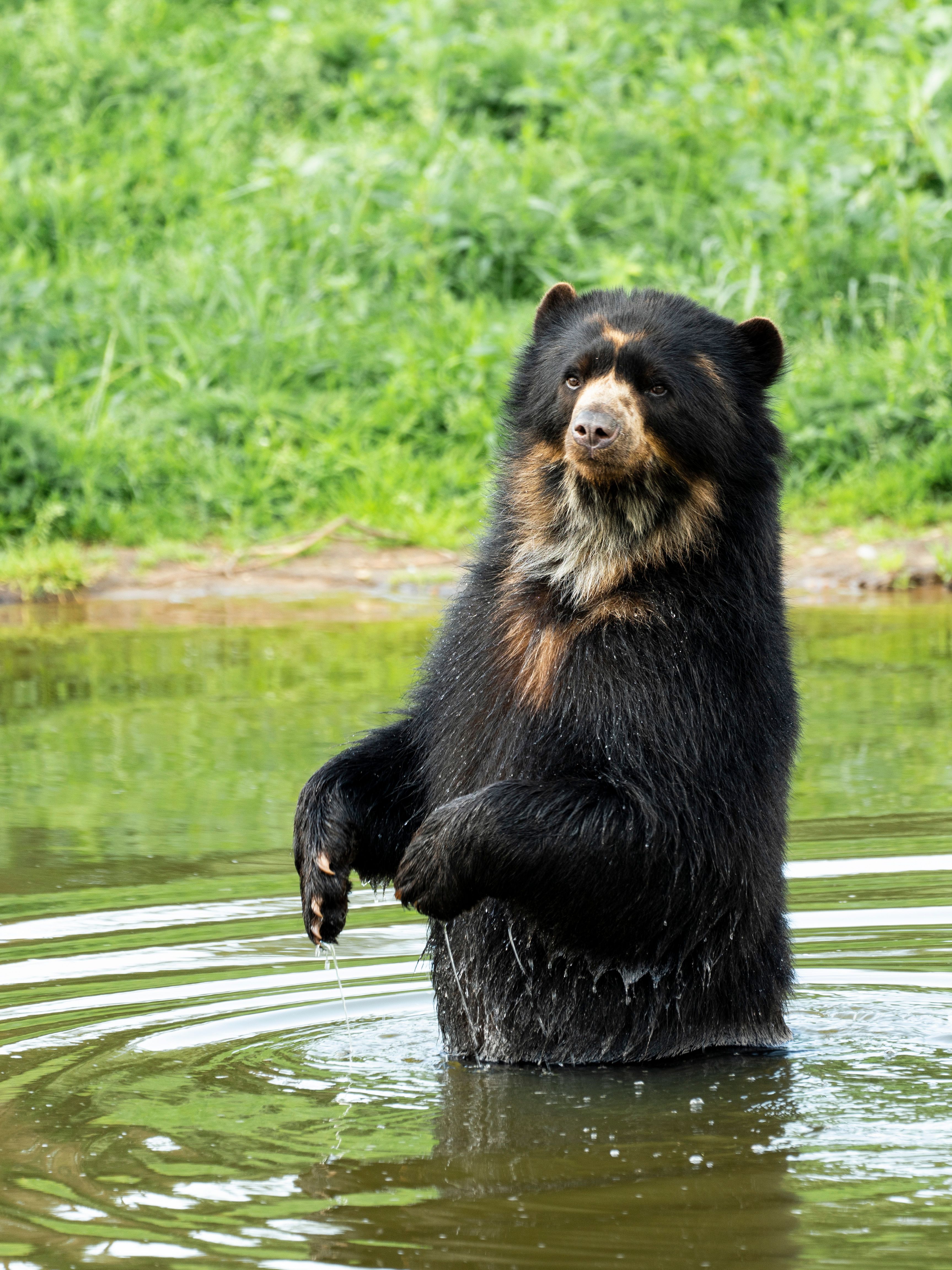 I parken kommer man meget tett på dyrene. Foto: Givskud Zoo