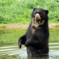 I parken kommer man meget tett på dyrene. Foto: Givskud Zoo
