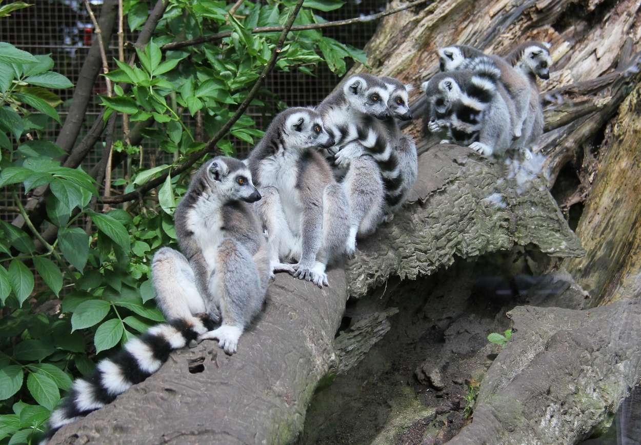 Lemurer på rekke. Foto. 