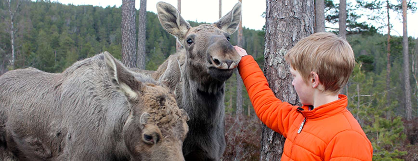 Boy standing with two moose and petting one of them