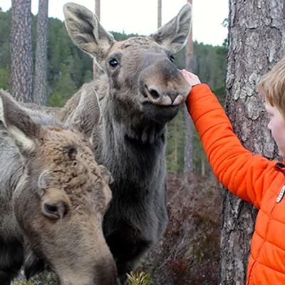 Boy standing with two moose and petting one of them