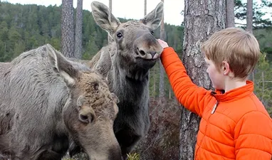 Meet the king of the forest up close