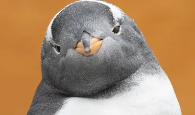 Bergen Aquarium – erkunden Sie das Meeresleben unterhalb der Meeresoberfläche