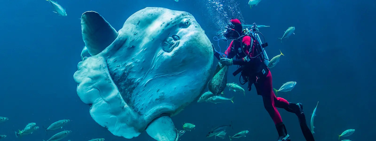 Dykker med kjempefisk