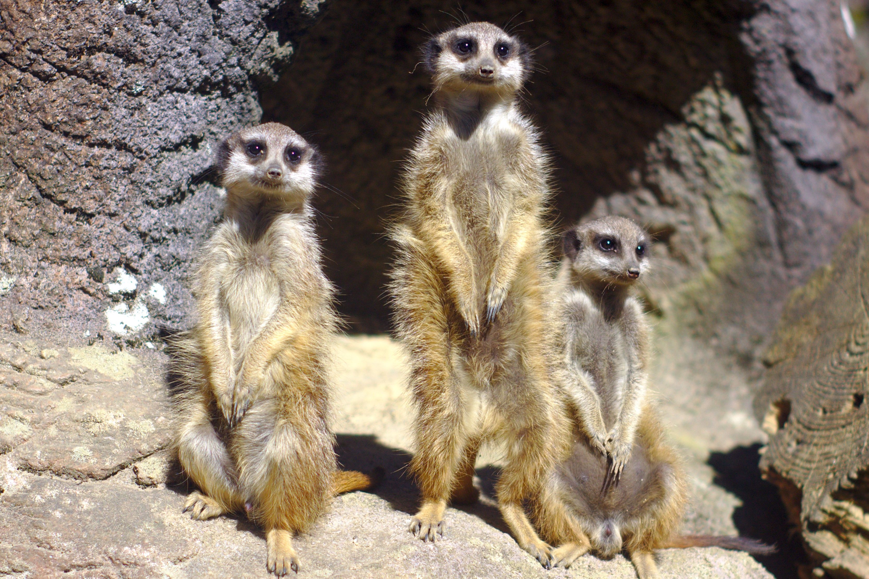 Surikater på rekke. Foto. 