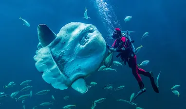 Nordsøen Oceanarium - Nord-Europas største akvarium